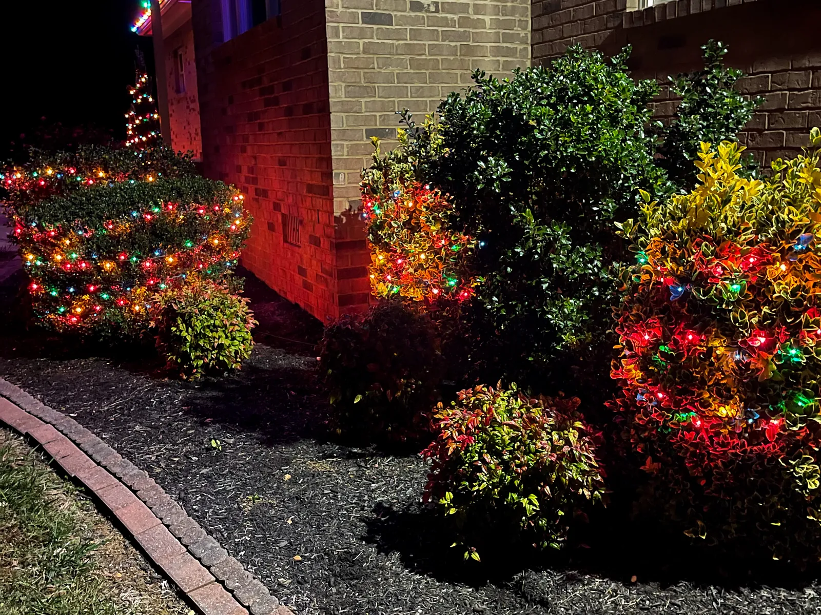Planting beds and shrubs against a brick wall strung with red, green and multicolor lights after dark